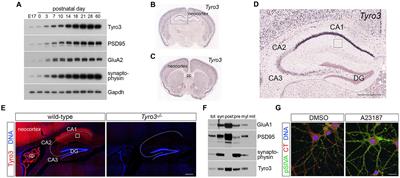 Tyro3 promotes the maturation of glutamatergic synapses